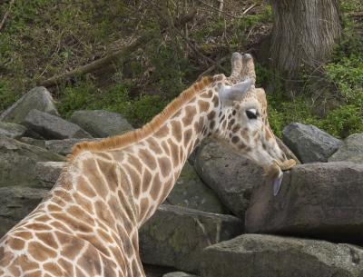 giraffe.jpg