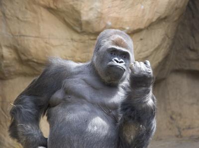 gorilla3.jpg