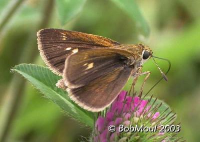 Tawny Edged Skipper