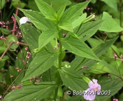 Square Stem Monkey Flower-N