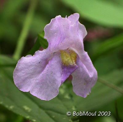 Square Stem Monkey Flower-N