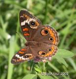 <h5><big>Common Buckeye<br></big><em>Junonia coenia</h5></em>