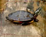 Painted Turtle-Juvenile