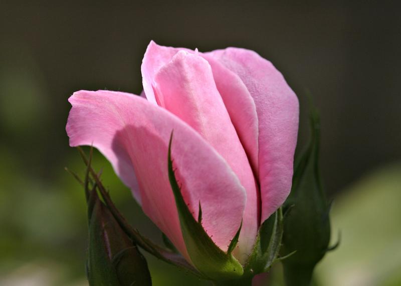 Perfect Rose, 2003