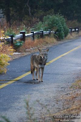 Day 1 - Coyote on Walkpath