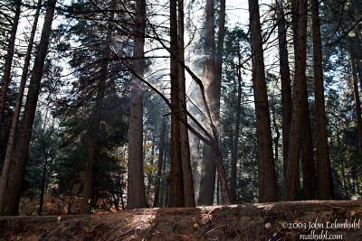Day 1 - Steam Raising from Trees