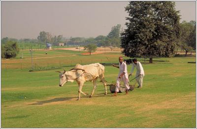 Mowing the Lawn, New Delhi
