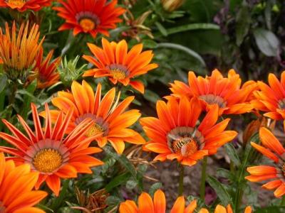 Busy bee in Walled Garden at Floors Castle, Scotland