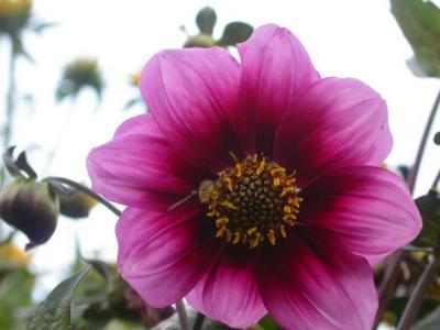 Walled Garden at Floors Castle, Scotland