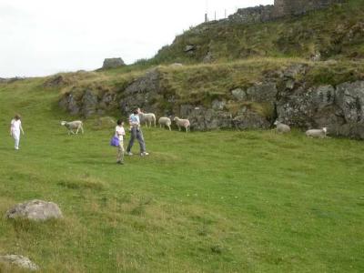 Walking through the sheep to Smailholme Tower
