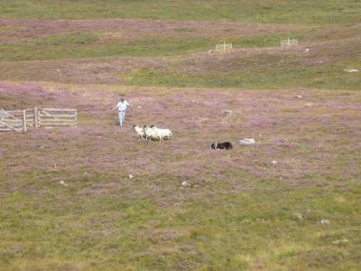 Crouching to nudge sheep into pen