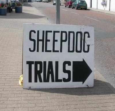 Newtonmore Sheep Dog Hill Trials