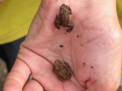Jake holding the tiny toads