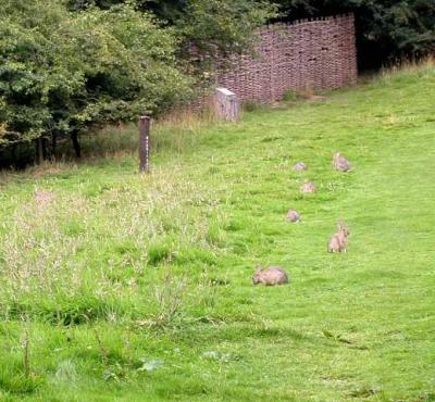 Rabbits (and their droppings) seem to be everywhere