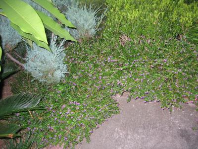 Mexican Heather cover plant