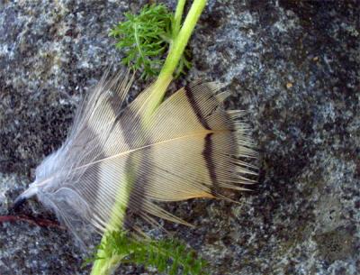 Flicker Feather