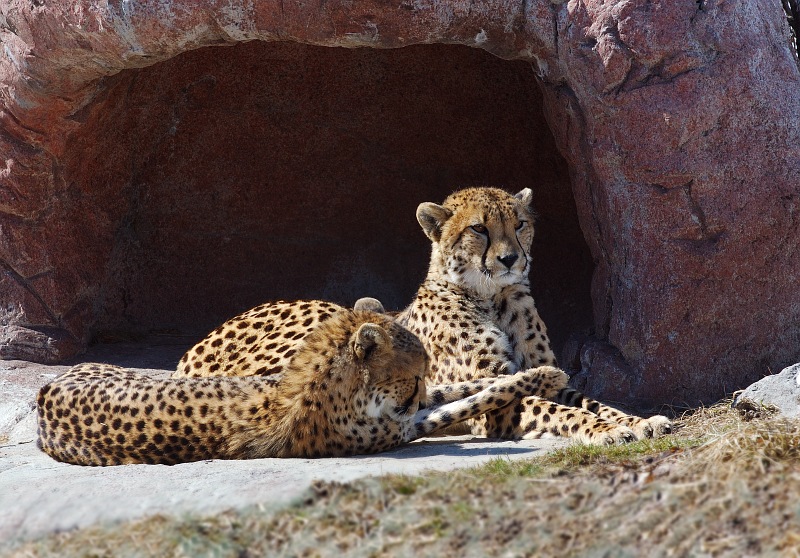 Cheetas lying at the den.jpg