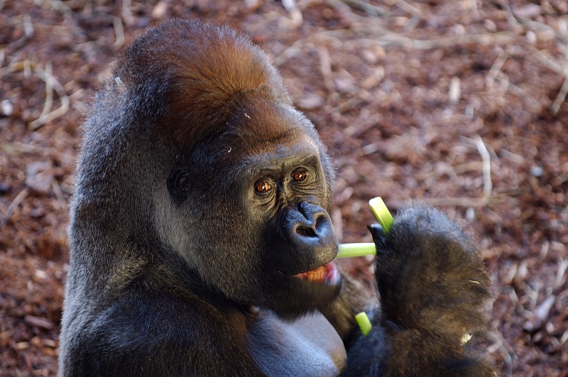 Male Gorilla eating celery.jpg