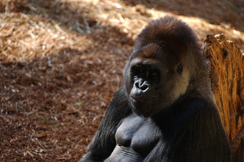 Male Gorilla resting.jpg