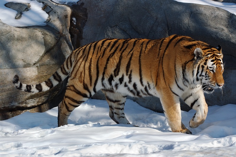 Prowling tiger.jpg
