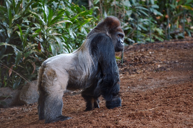 Standing Male gorilla.jpg