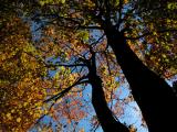 Fall_Tree8581.jpg