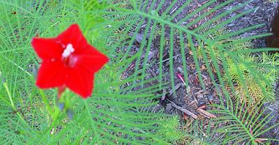 Mystery Flowering Vine II