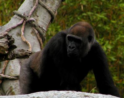 gorilla.jpg