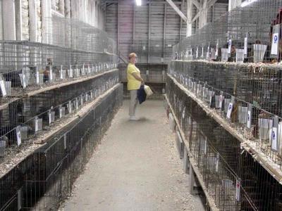 The poultry and rabbit house
