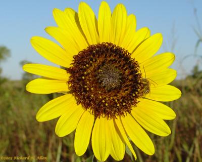 Common Sunflower