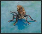 Robber Fly DSCF0012.jpg