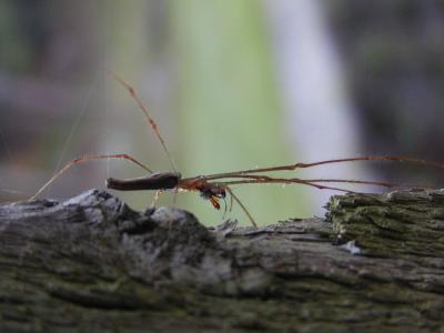 great spider adam found on canal lock bridge