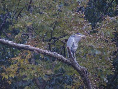 great blue heron on tree branch at great falls