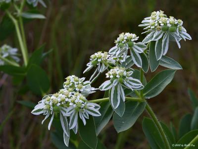 Snow-on-the-Mountain (Euphorbia marginata)