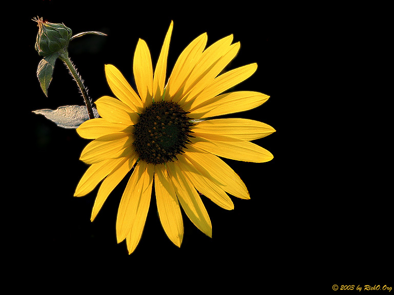 Morning Sunflower