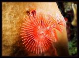 Christmas Tree Worm