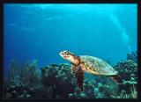 Hawksbill Turtle