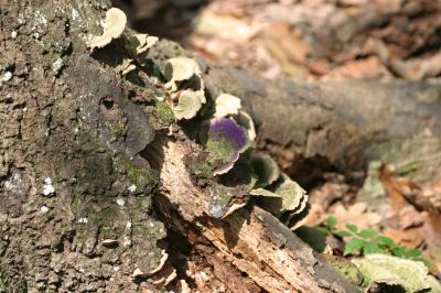 Purple Mushroom Majesty.JPG