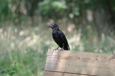 Crow on Bench.JPG