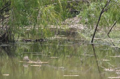 Elm Lake.JPG