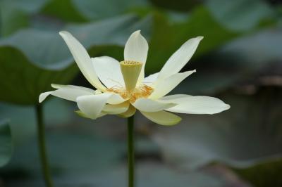 Lotus Flower III.JPG