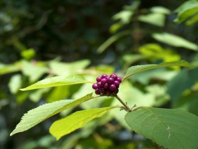 American Beauty Berry.JPG