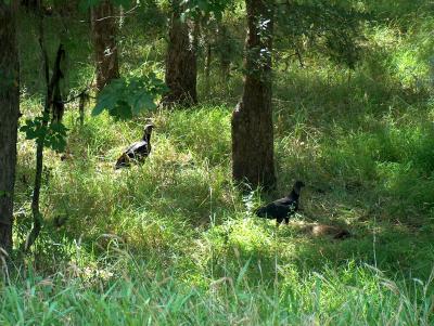 Black Vultures.JPG