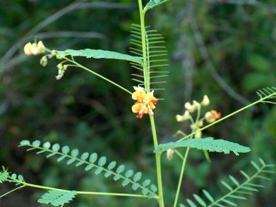Flower - no clue 2.JPG