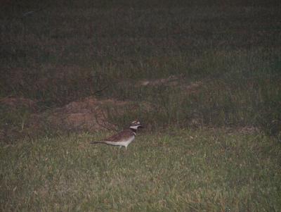 Killdeer.JPG