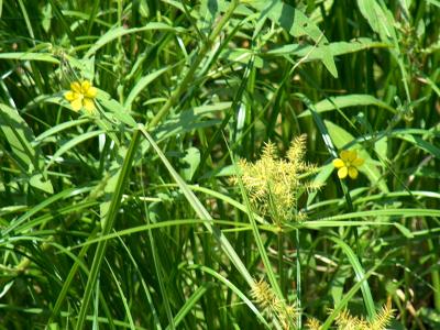 Little Yellow Flowers.JPG