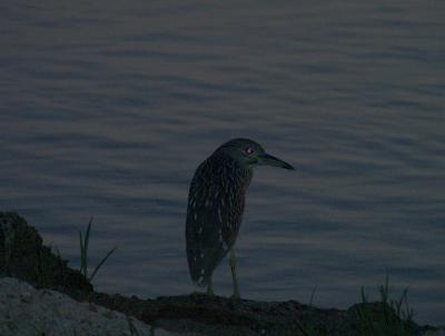Night-Heron in the dark.JPG