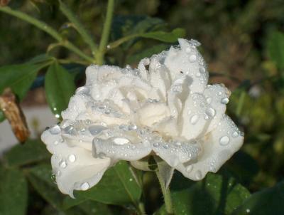 Rose after rain.JPG