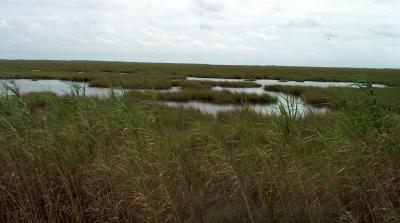 Marsh 2.jpg
