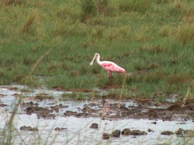 u32/rickwick/medium/21011567.RoseateSpoonbill.jpg